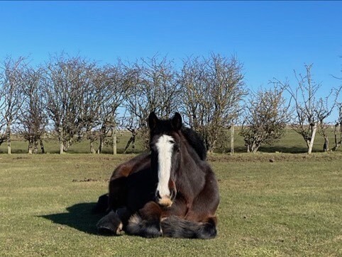 Baillie laying down front view