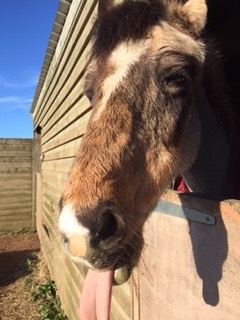 Briony tongue out